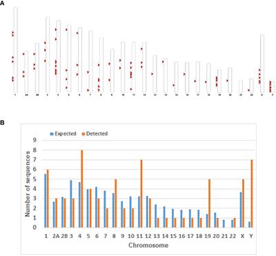 Comprehensive characterization of ERV-K (HML-8) in the chimpanzee genome revealed less genomic activity than humans